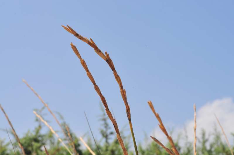 Ammophila arenaria? no, Elymus farctus